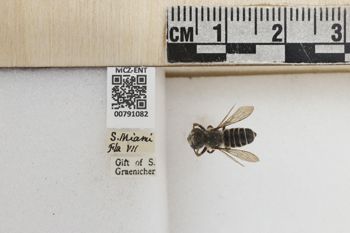 Media type: image;   Entomology 791082 Aspect: Labels